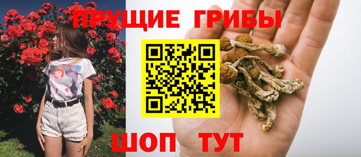 Псилоцибиновые грибы прущие грибы  Вход с VPN  Новозыбков  Псилоцибиновые грибы MAGIC MUSHROOMS 