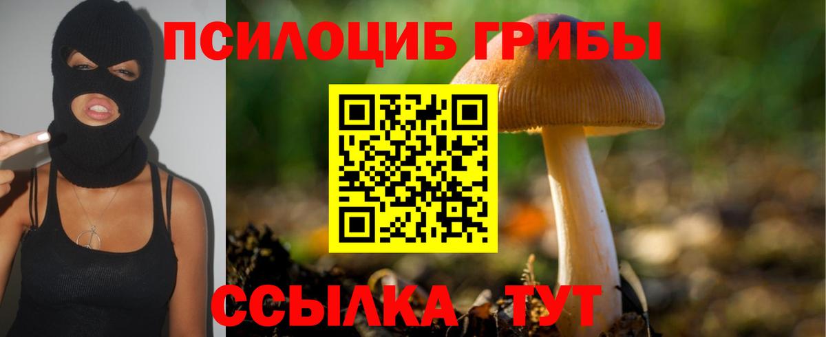 Галлюциногенные грибы Psilocybe Новозыбков